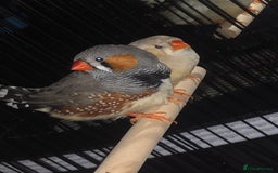 Finches birds for sale: Pair zebra finches - Image 2