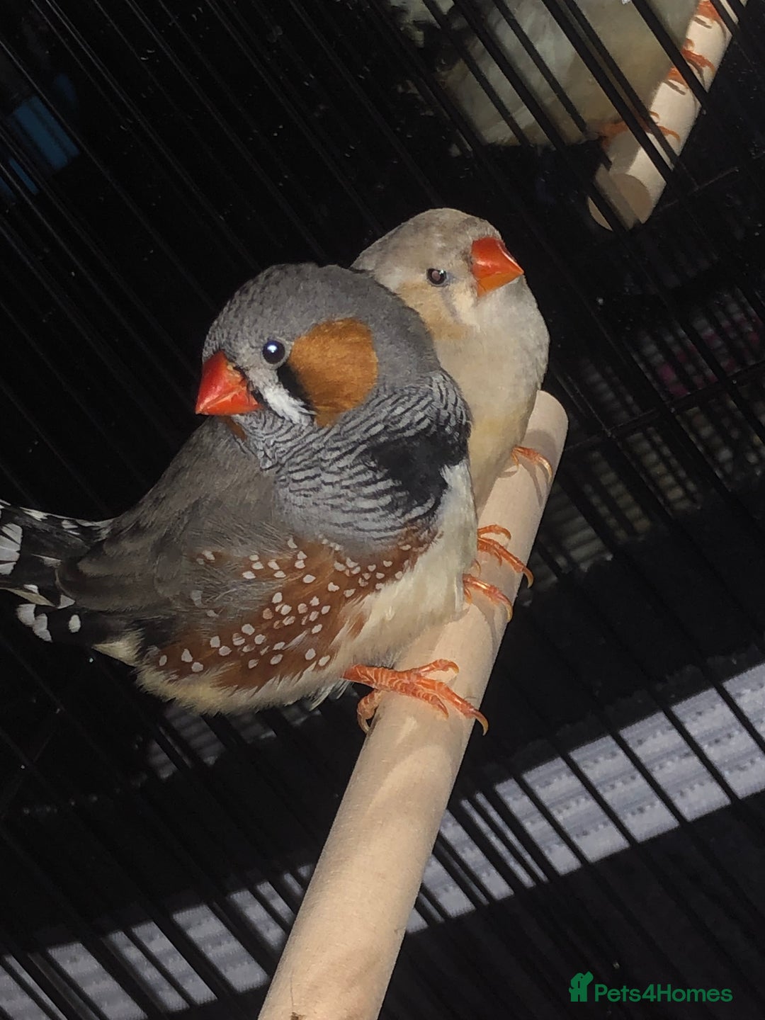 Finches birds for sale: Pair zebra finches - Image 2