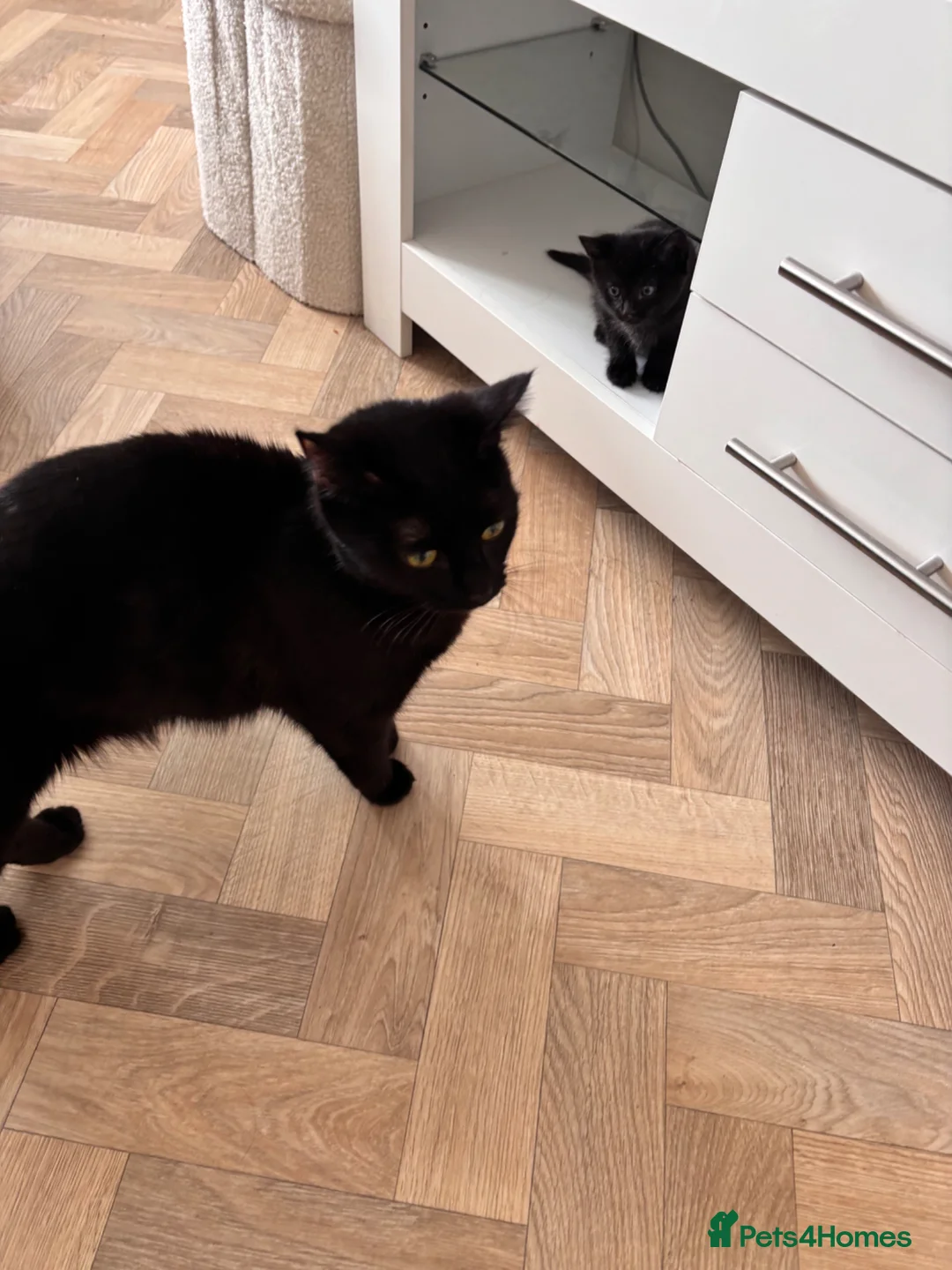 Mixed Breed cats for sale: Bengal cross kitten - Advert 7