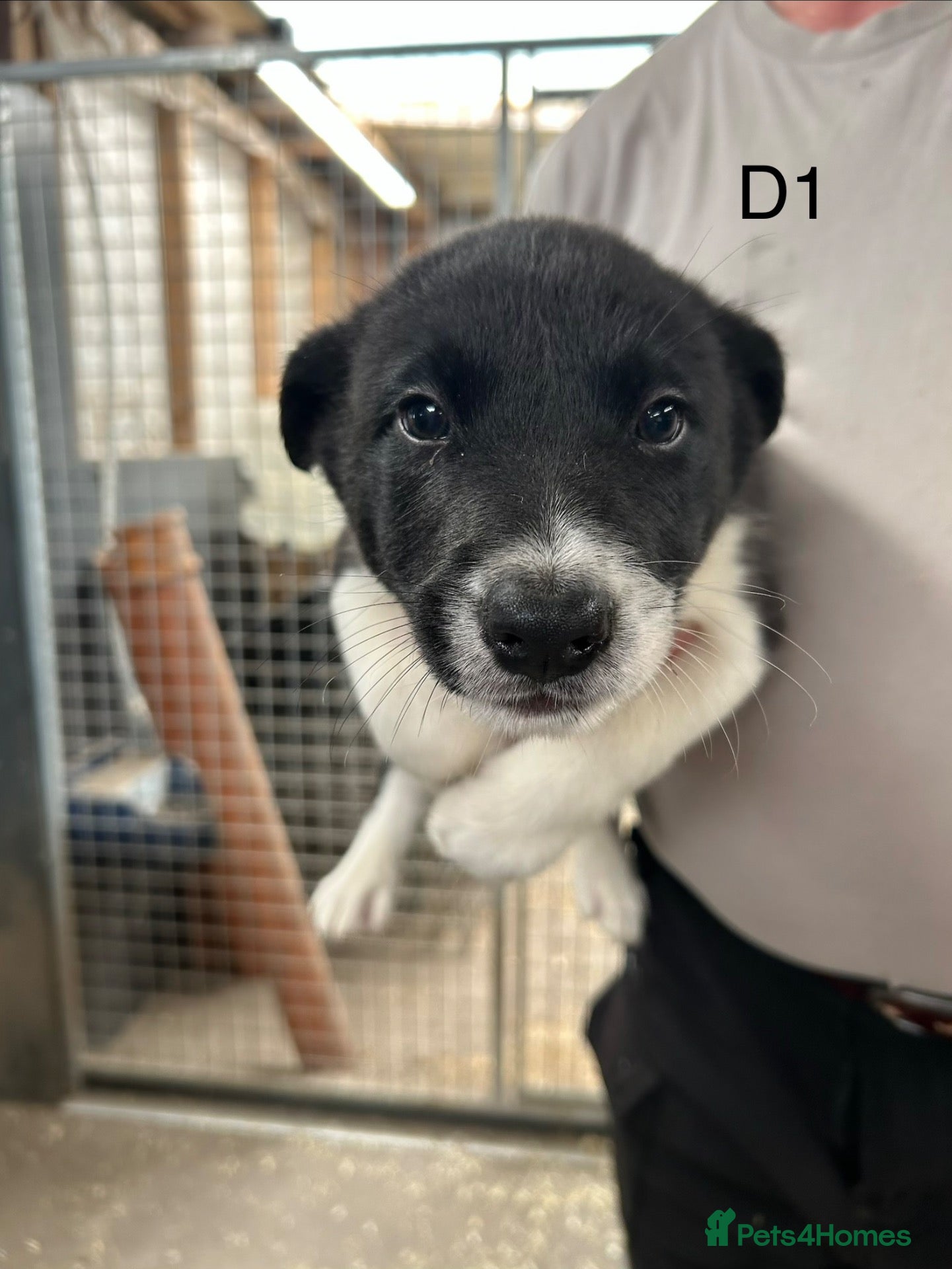 Border Collie dogs Registered pedigree collies - Advert 6