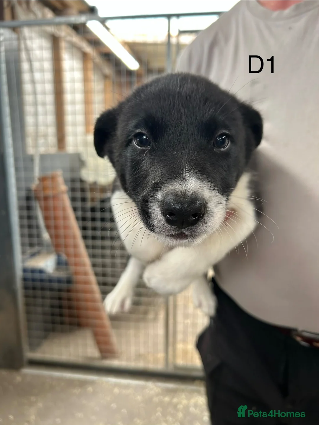 Border Collie dogs for sale: Registered pedigree collies in Swansea - Advert 2