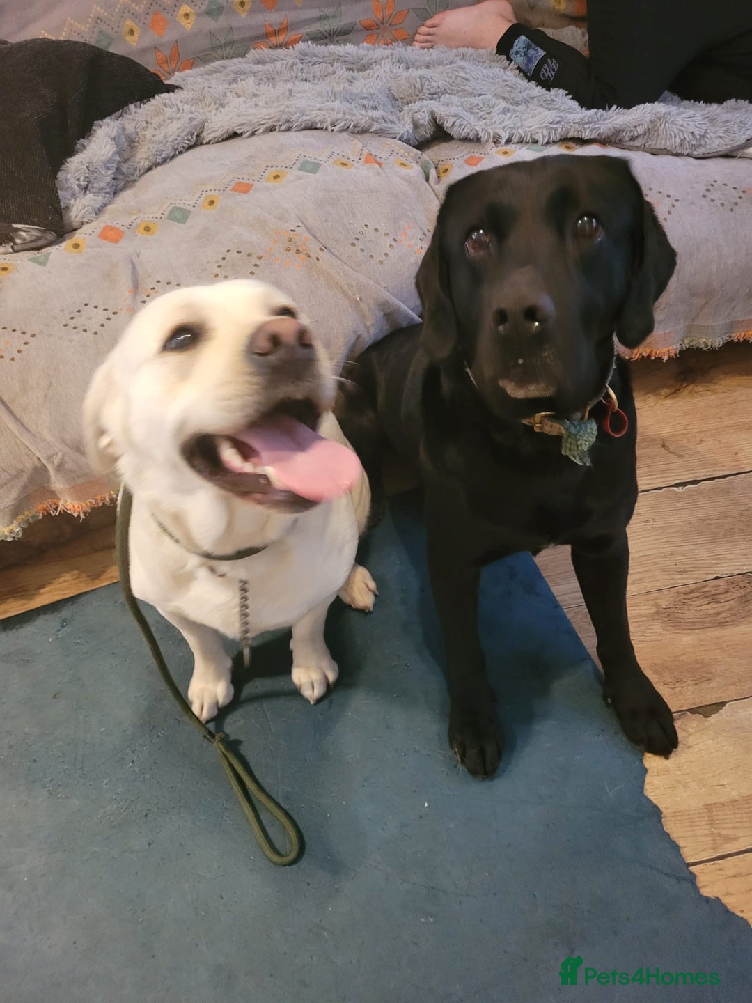 Labrador Retriever dogs for sale: 3 Color KC Labrador retriever 24.12 ready go  - Image 9
