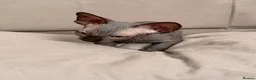 Sphynx cats for sale: !🌺🫶 Ready NOW!! - Advert 24