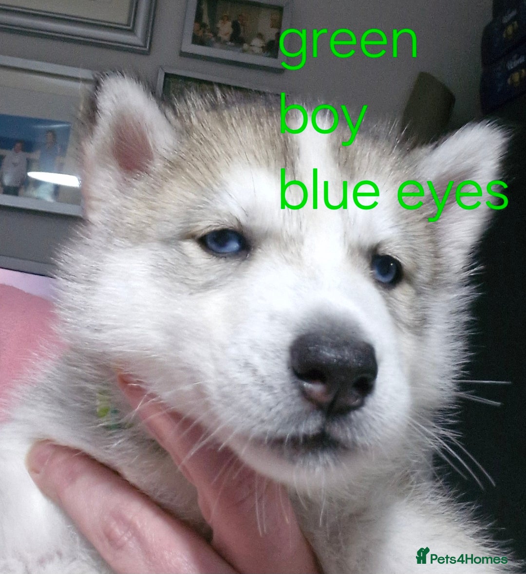 Siberian Husky dogs for sale: 8 husky pups - Advert 7