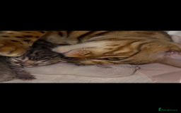 Bengal cats for sale: BENGAL KITTENS FOR SALE - Image 12