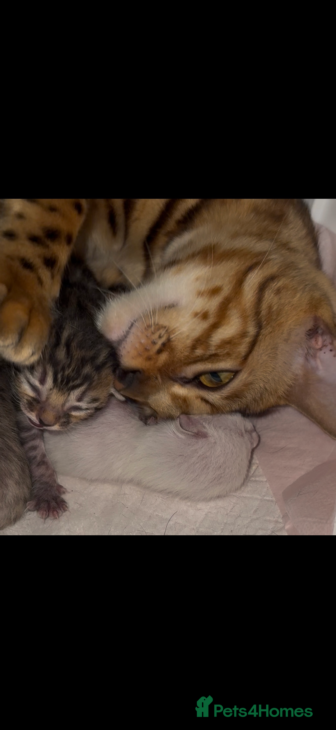 Bengal cats for sale: BENGAL KITTENS FOR SALE - Image 12