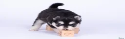Pomsky dogs for sale: 5 girls and 3 boys are searching for 5 star homes - Advert 20