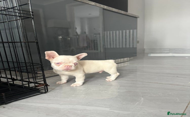 French Bulldog dogs - Advert 1