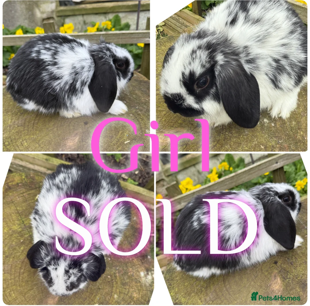 Mini Lop rabbits for sale: Beautiful Baby Mini Lop Rabbits For Sale 8 Weeks   - Advert 4