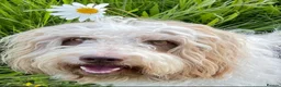 Bordoodle dogs for sale: F1 extensive genetic testing/full refund guarantee - Advert 4
