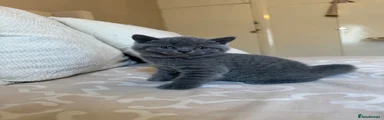Scottish Fold 2