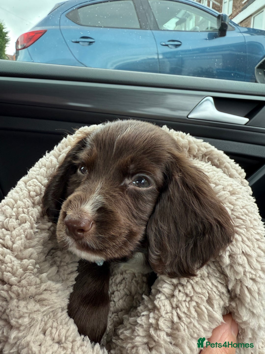 Cocker Spaniel dogs for sale: Liver Cocker Spaniel for sale  - Image 2