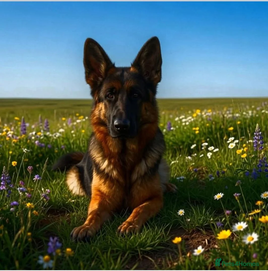 German Shepherd dogs for sale: Exceptional litter for sale, Superb Bloodlines  - Advert 1