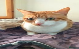 Mixed Breed cats for adoption: Gyza, the cutest biscuit maker 🧡 - Image 2