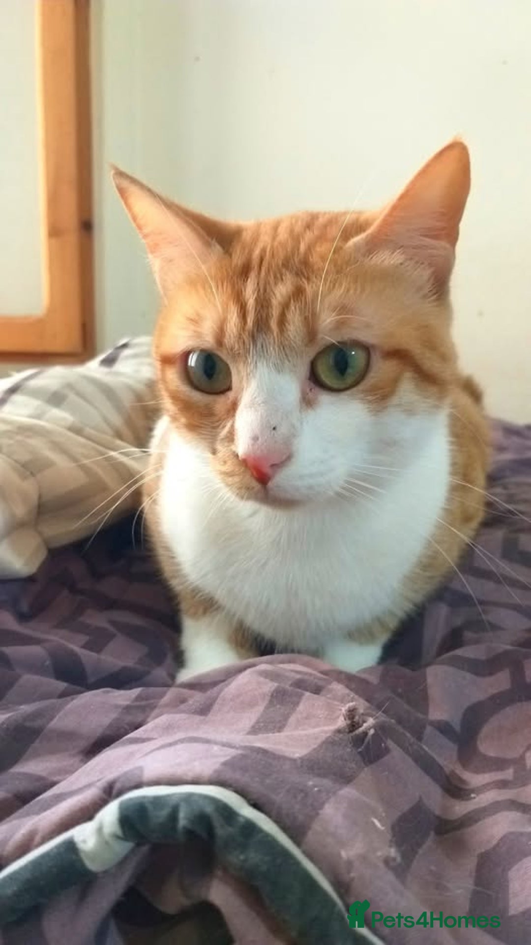 Mixed Breed cats for adoption: Gyza, the cutest biscuit maker 🧡 - Image 2