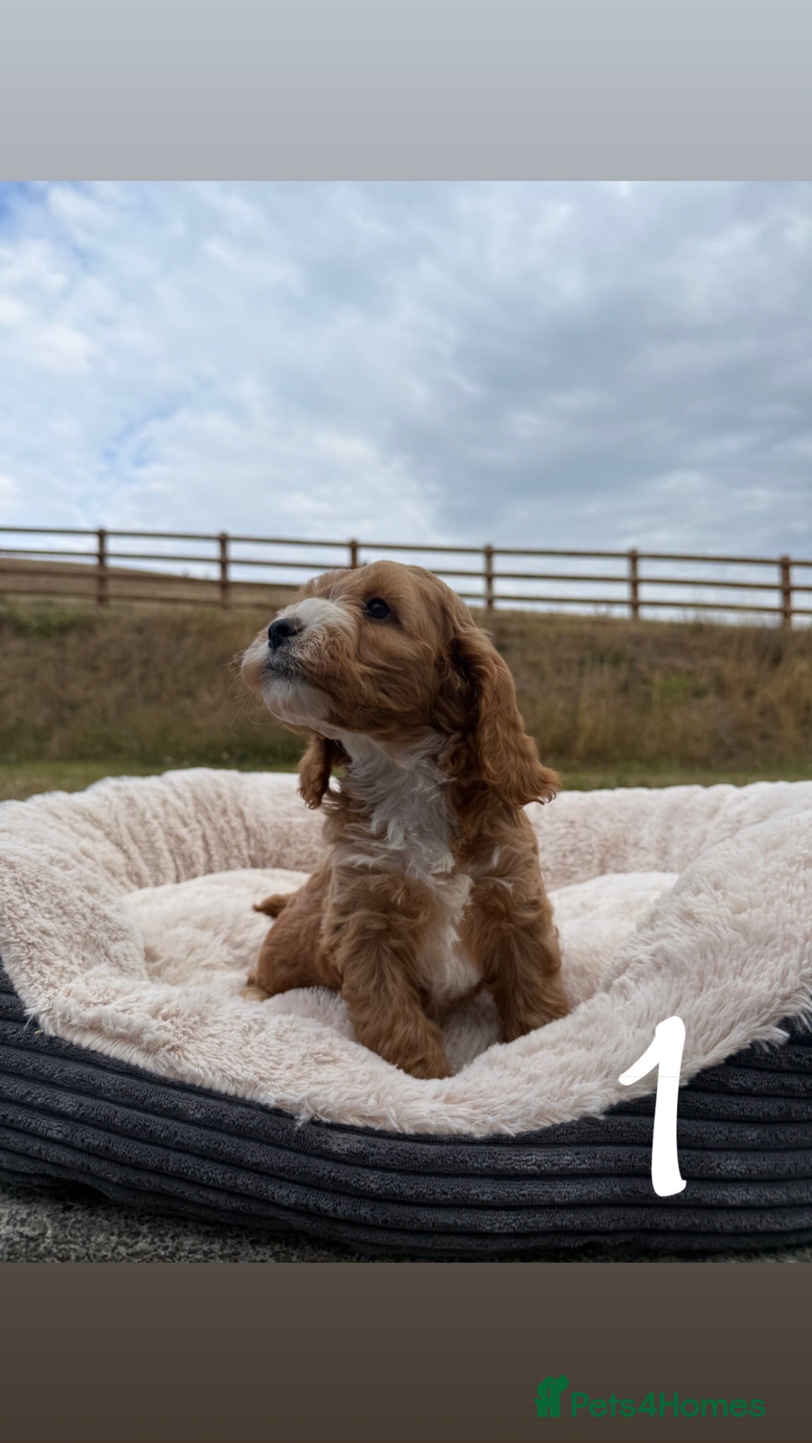 Cockapoo dogs Cockapoo puppies - Advert 1
