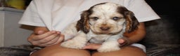 Cocker Spaniel dogs for sale: Beautiful KC reg Cocker Spaniel Pups - Advert 6