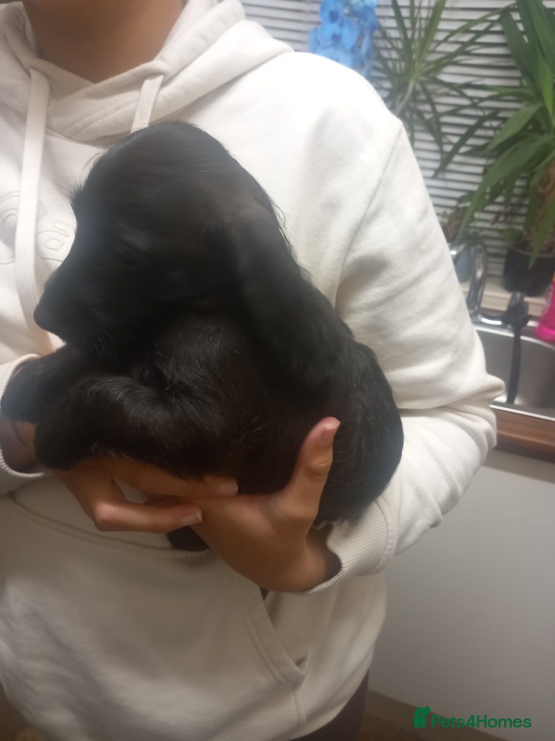 Doxiepoo dogs for sale: Doxipoo  - Advert 16