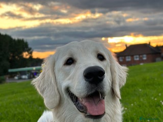 Golden Retriever dogs Stunning Golden Retrievers. 4 Boys / 4 Girls - Advert 7