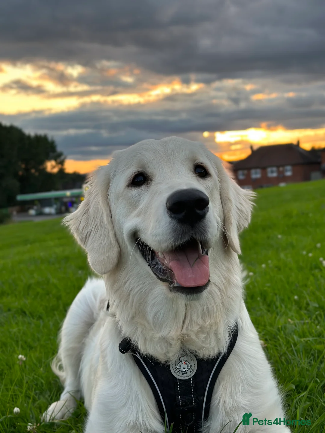 Golden Retriever dogs for sale: Stunning Golden Retrievers. 1 Boys / 1 Girls - Advert 1