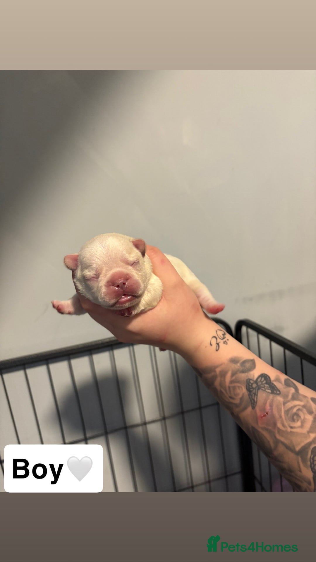 French Bulldog dogs for sale: The final 3 Kc registered French Bulldogs🐾 - Image 8