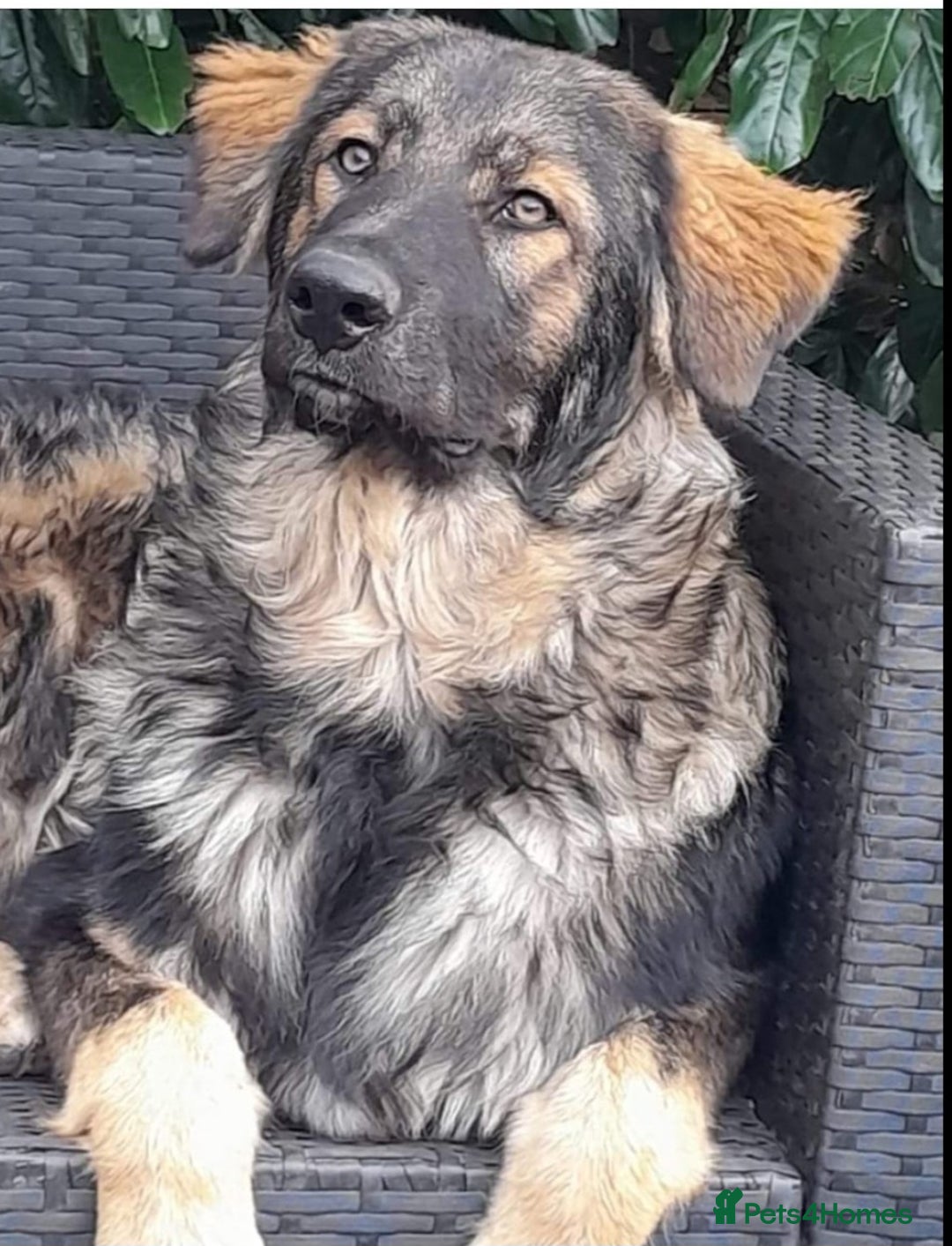 Mixed Breed dogs for sale: German Shephard/Cross - Advert 4