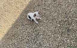 Jack Russell dogs for sale: Smooth Miniature jackrussel male - Image 3