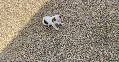 Jack Russell dogs - Advert 12