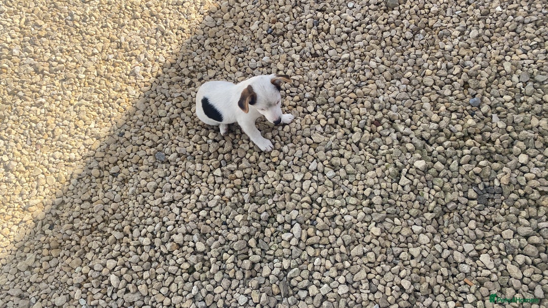 Jack Russell dogs for sale: Smooth Miniature jackrussel male - Image 3
