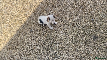 Jack Russell dogs - Advert 7