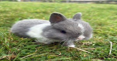 Netherland Dwarf rabbits - Advert 5