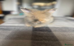 English Lop rabbits for sale: Beauitful Double Mane lop and dwarf double mane in Spalding - Image 13