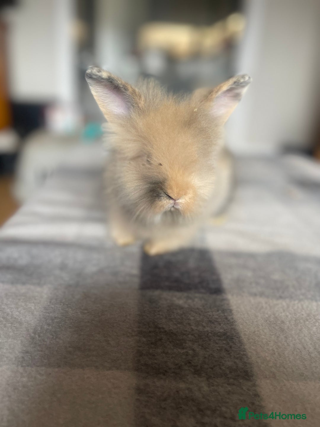 English Lop rabbits for sale: Beauitful Double Mane lop and dwarf double mane in Spalding - Image 13