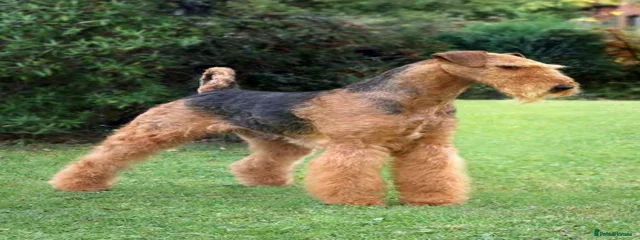 Jax