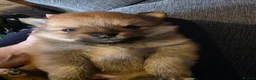 Pomeranian dogs for sale: 3 Beautiful pomeranian puppies for sale - Advert 21