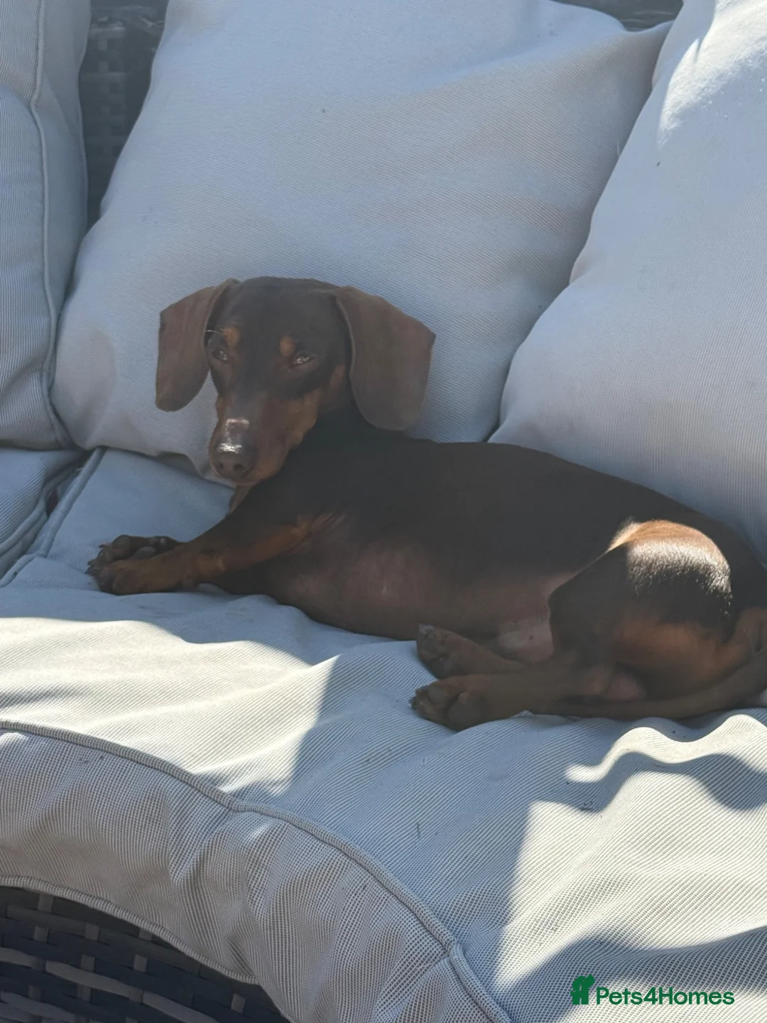 Miniature Dachshund dogs for stud: Miniature dachshund for stud  in Chelmsford - Advert 7