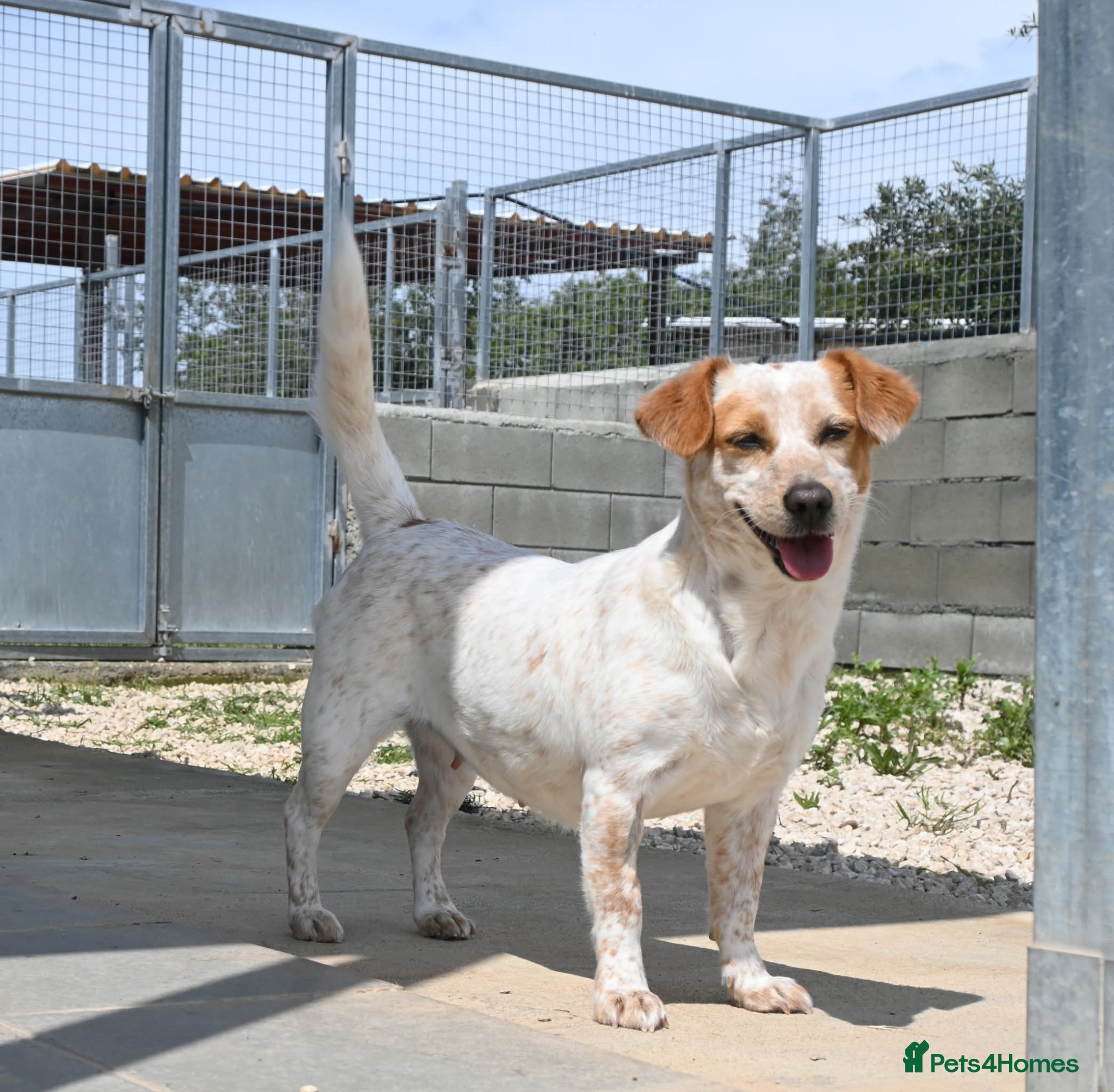 Mixed Breed dogs for adoption: Schnuppi is ready for her forever family! in Atherstone - Advert 2