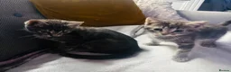 Mixed Breed cats for sale: Beautiful 😻  - Advert 4