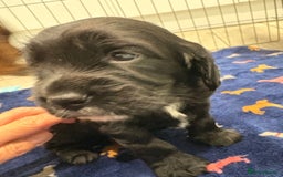 Sprocker dogs for sale: Adorable Sprocker Puppies - Image 2