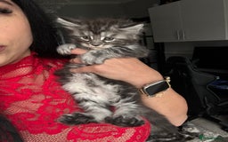 Maine Coon cats for sale: Russian XL maine coons!❤️ready to leave next week! - Image 21