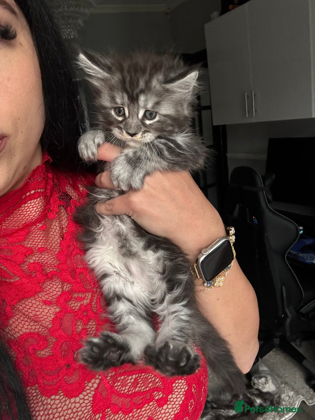 Maine Coon cats for sale: Russian XL maine coons!❤️ready to leave next week! - Image 21