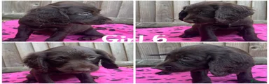 Cocker Spaniel 10