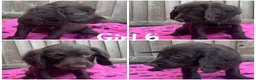Cocker Spaniel dogs for sale: Cocker spaniel puppies  - Advert 10