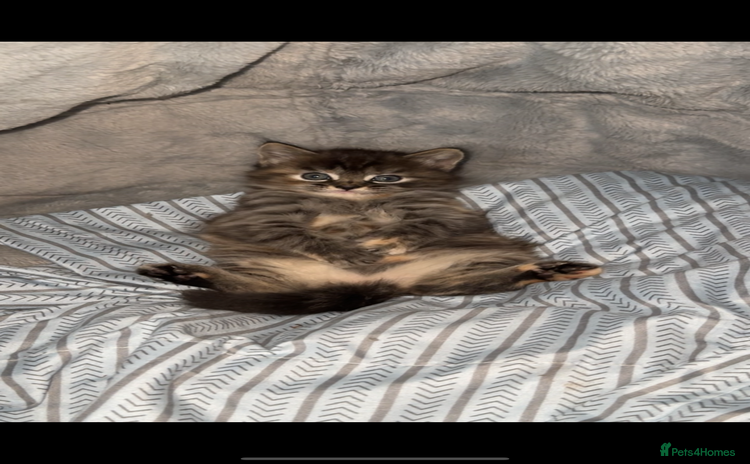 Mixed Breed cats - Advert 1