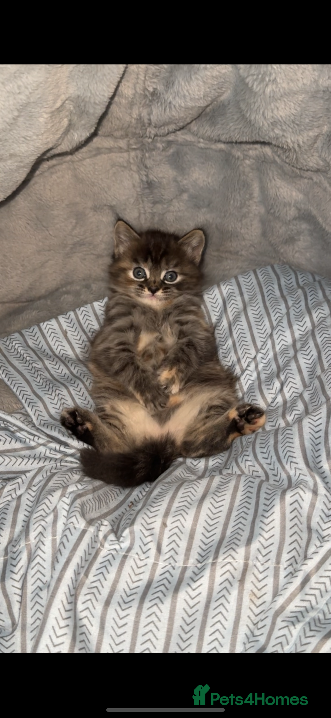 Mixed Breed cats for sale: Two beautiful kittens for sale  - Image 1