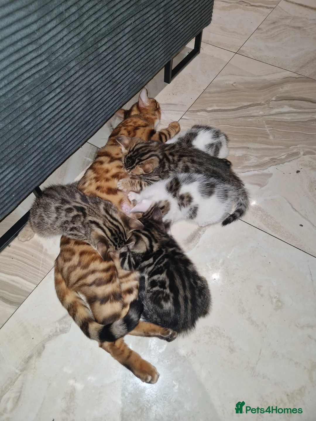 Mixed Breed cats for sale: Beautiful mixed Bengal kittens for sale   in London - Advert 2