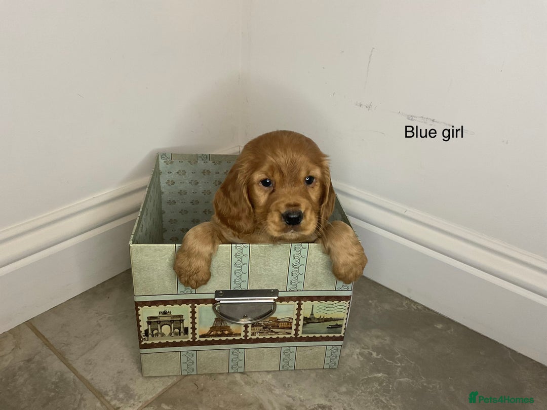 Cocker Spaniel dogs for sale: Hereditary clear working cock spaniels - Advert 3