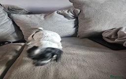 Cocker Spaniel dogs for sale: Beautiful cocker spaniel pups - Image 24