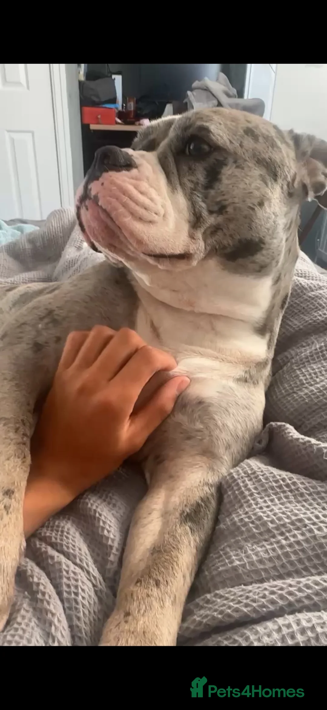 Olde English Bulldogge dogs for adoption: Olde english bulldoge looking for her forever home - Advert 6