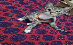 Bengal cats for sale: Bengal Kittens ( 14 WEEKS OLD )  - Image 18